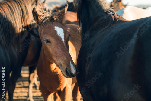Wild horse family protect little horse.