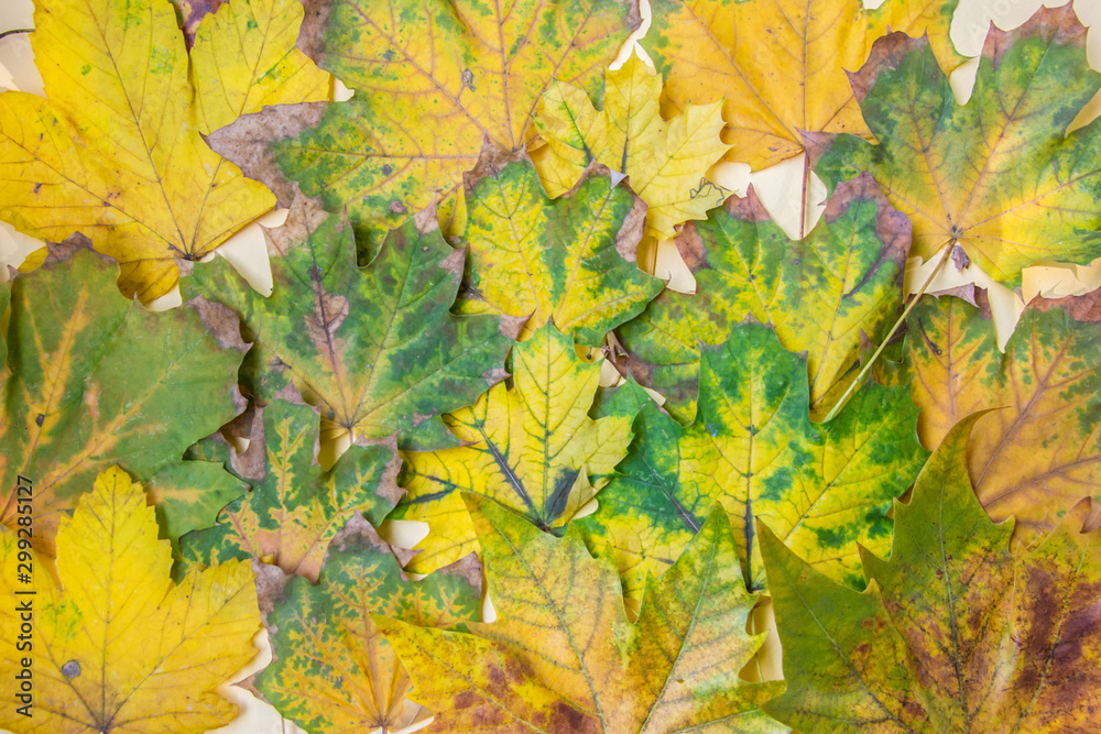 Colorful autumn leaves background, Fall texture of maple leaves, yellow, green and brown foliages pattern