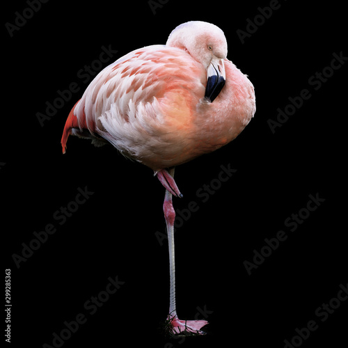 Resting pink