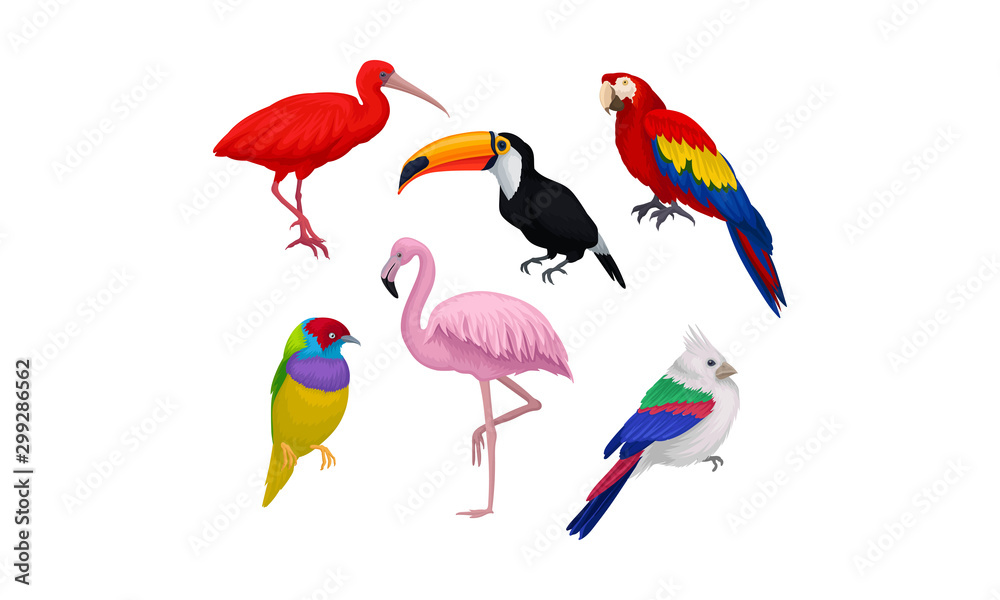 Obraz premium Tropical Birds Vector Isolated On White Background Set