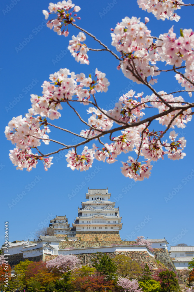 Cherry Blossom season in Himeji Castle, Hyogo, Kansai, Japan. Cherry Blossom season in Himeji Castle, Hyogo, Kansai, Japan.