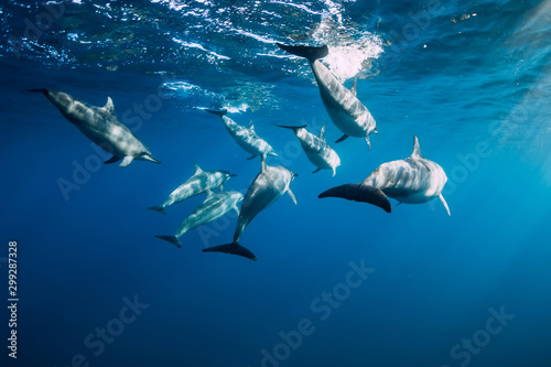 Spinner dolphins underwater in ocean. Dolphins family at Mauritius © artifirsov