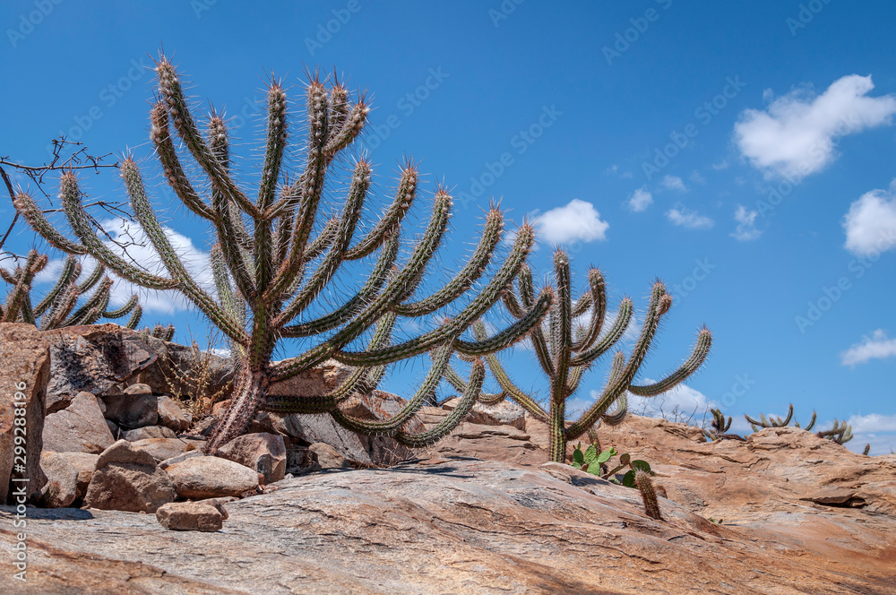Foto de Brazilian Caatinga Biome do Stock | Adobe Stock