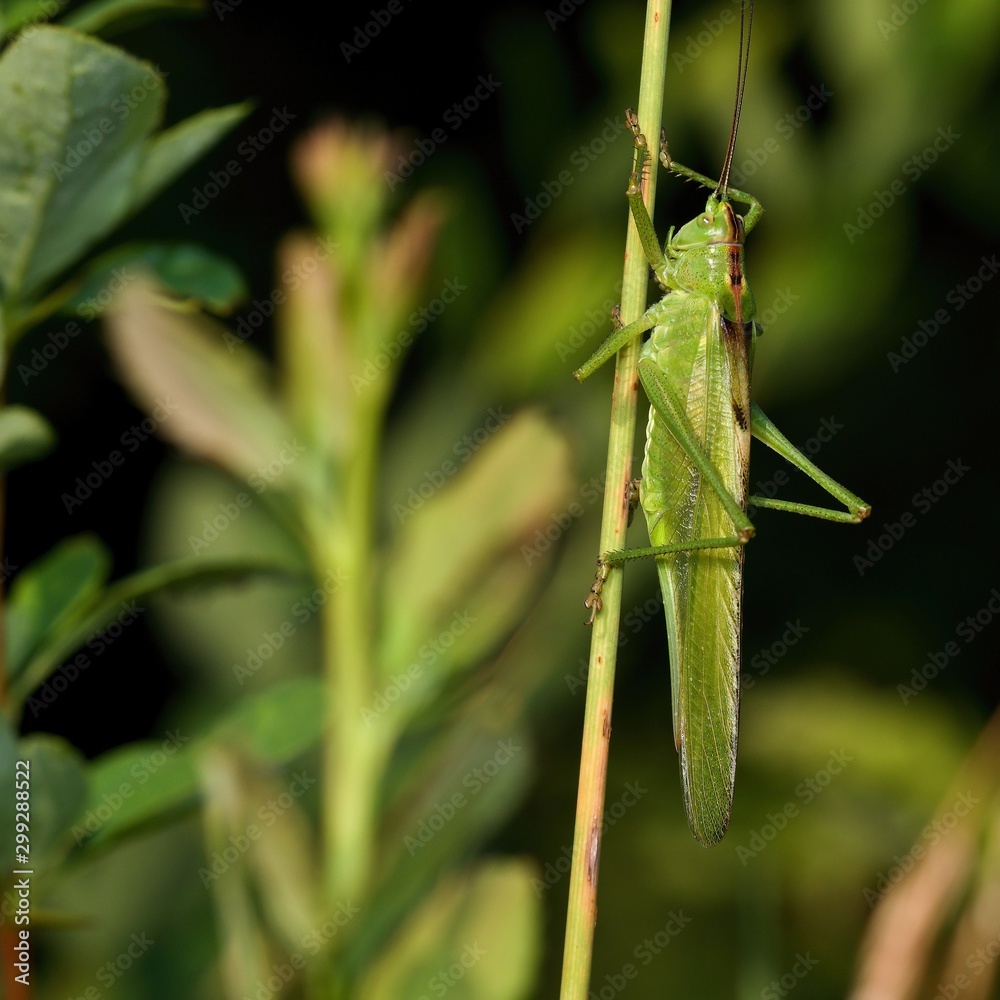 Sickle bearly bush-cricket in green meadow grass, Danubian wetland, Slovakia, Europe Sickle bearly bush-cricket in green meadow grass, Danubian wetland, Slovakia, Europe