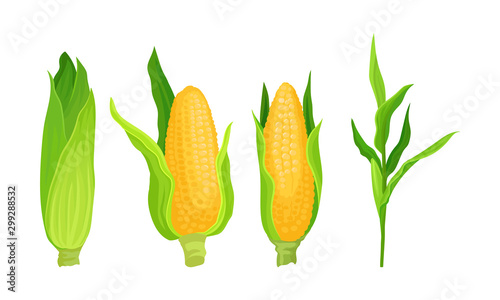 Corn Product Vector Illustrated Set Isolated On White Background