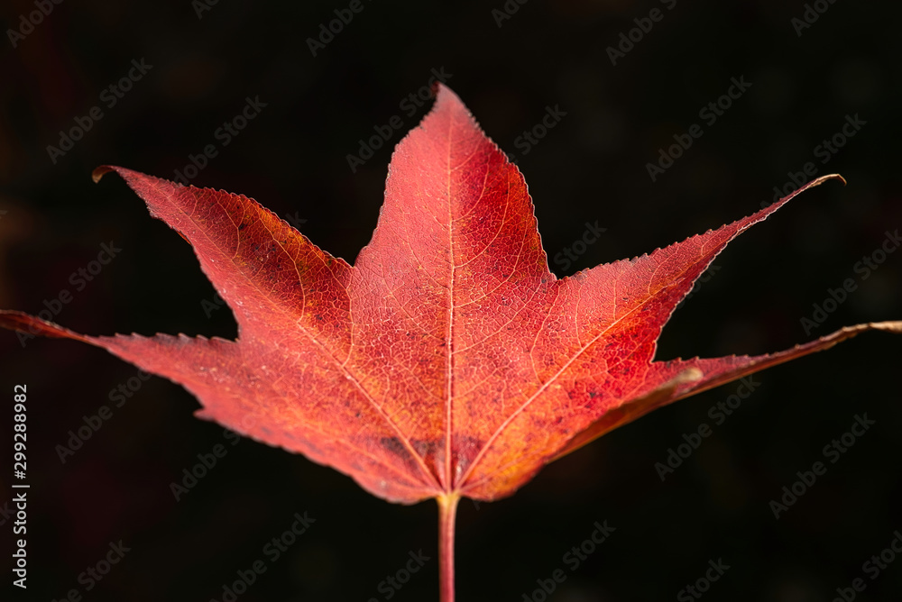red maple leaf on black background red maple leaf on black background