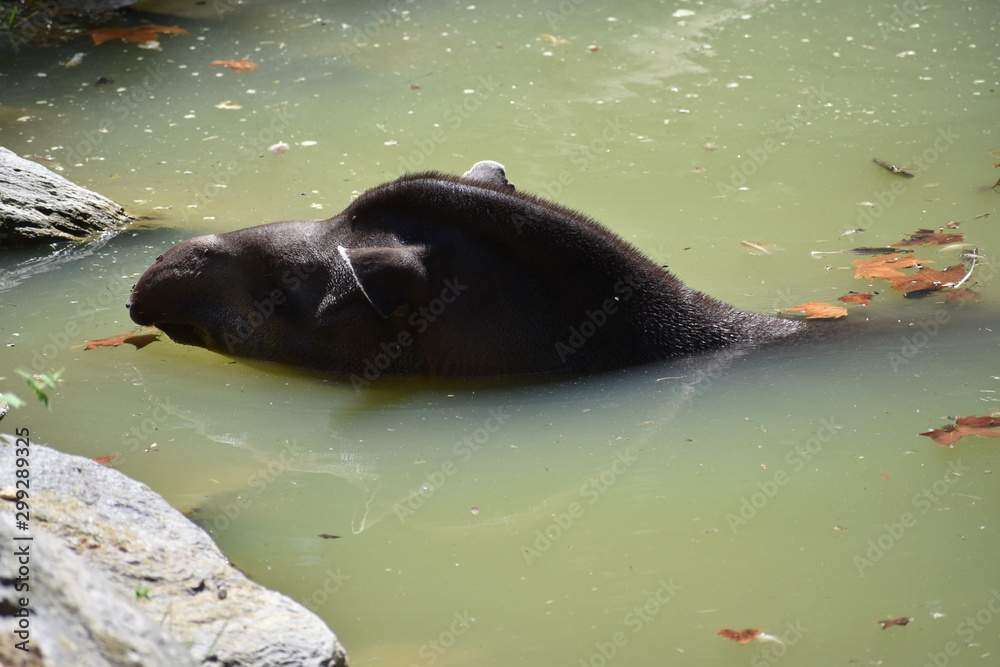 Fototapeta premium Beauval