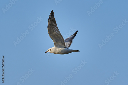 Bird - a young steppe seygul (Larus chachinnans) in flight against a blue sky. Close-up.