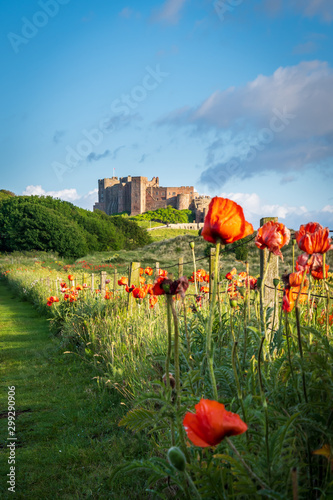 Bamburgh Castle with poppies photo