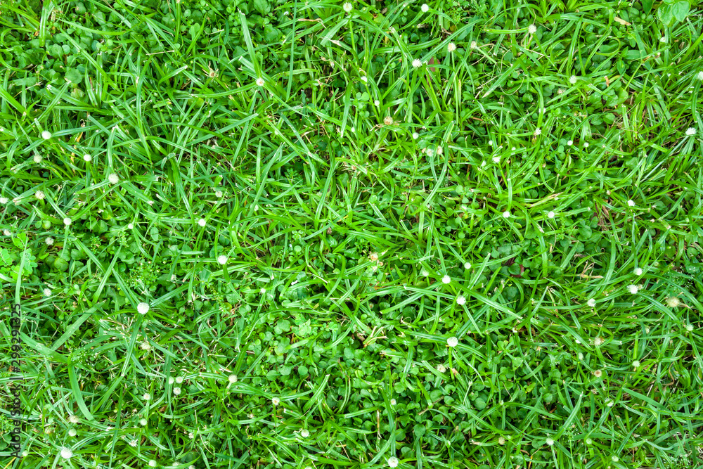 grass seamless texture. Seamless in only horizontal dimension. grass seamless texture. Seamless in only horizontal dimension.