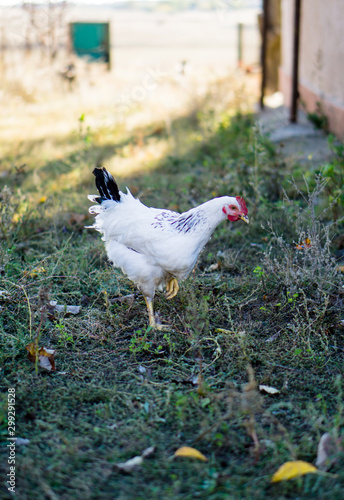 Village chicken in the backyard of country house