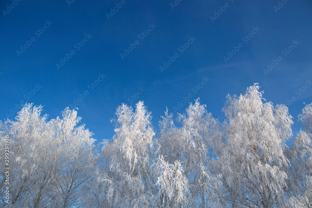 Snow branches on the tree at blue sky background.
