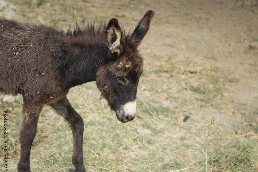 Funny little dark donkey in the village Funny little dark donkey in the village