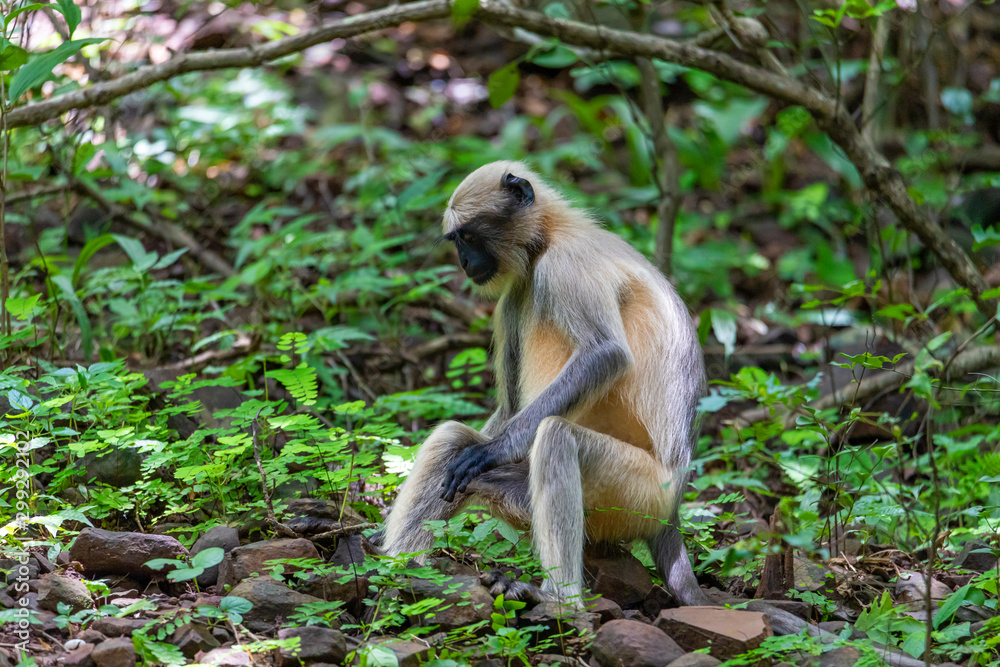 Obraz premium The vervet monkey in bush in the dark tropical forest in the Sanjay Gandhi National Park Mumbai Maharashtra India.