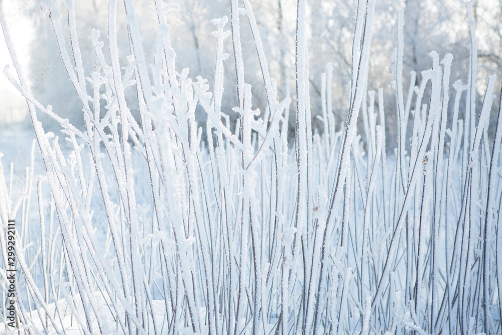 Close up of frozen branches and blue sky. Close up of frozen branches and blue sky.