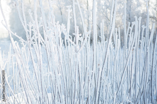 Close up of frozen branches and blue sky.