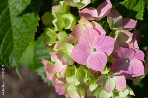 Beautiful floral background.