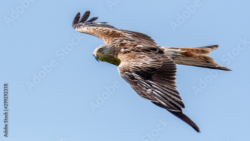 Red kites