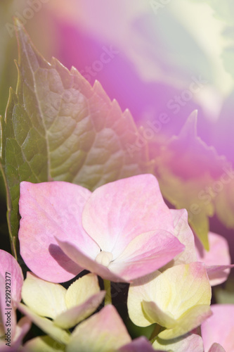 Beautiful floral background.