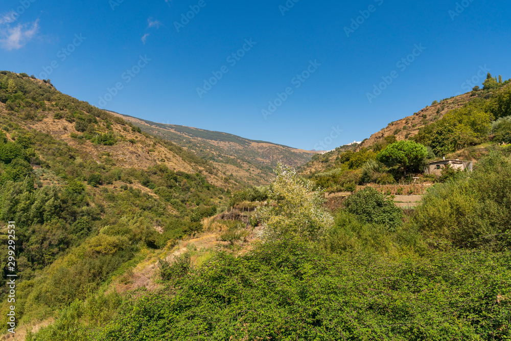 dense and green vegetation in the Poqueira river dense and green vegetation in the Poqueira river