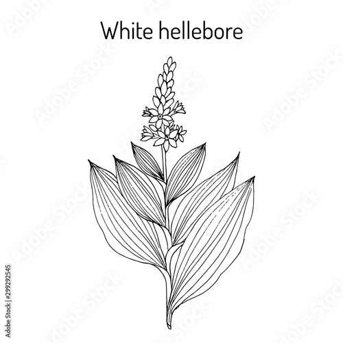 White hellebore Veratrum album , medicinal plant