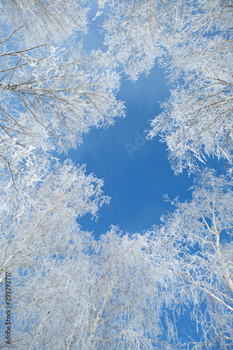 Landscape photo of a trees covered in fresh snow