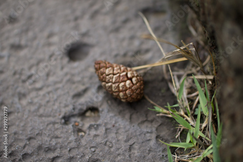 lonely pine cone © rokacaptain