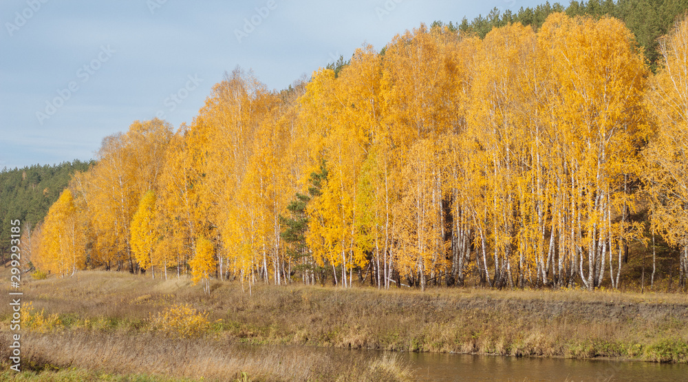 Fototapeta premium autumn landscape with trees and blue sky