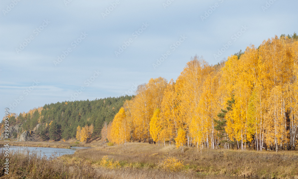 Fototapeta premium autumn landscape with trees and blue sky