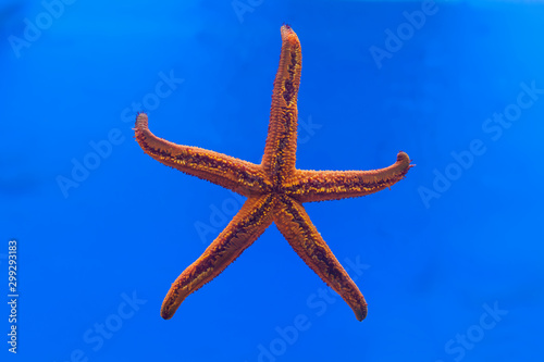 Starfish (Hacelia attenuata), captive, Baska aquarium, Krk island, Croatia, Kvarner Gulf, Croatia, Europe © Reise-und Naturfoto