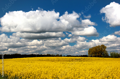 Yellow rape field, beautiful rural landscape