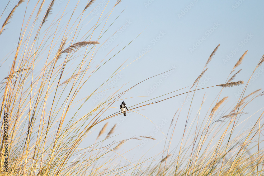 Obraz premium pied kingfisher in a reed bed of the okavango delta. African water birds, black and white kingfisher