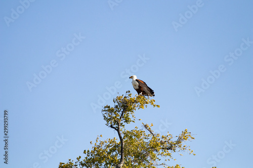 Haliaeetus vocifer (African fish eagle) standing on tree waiting for fishing close to a river during drought in Botswana