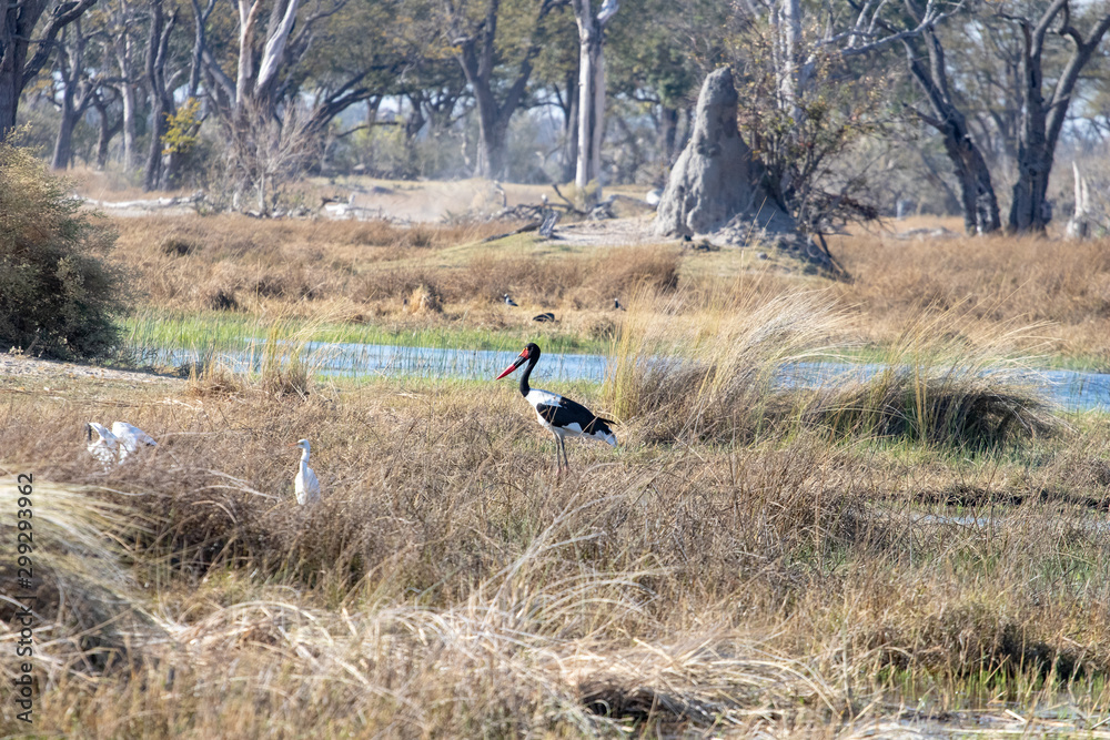 Saddle-billed stork on the banks of a marsh in search of food. black and white African stork