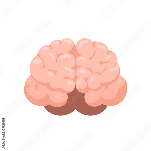 Brain front view