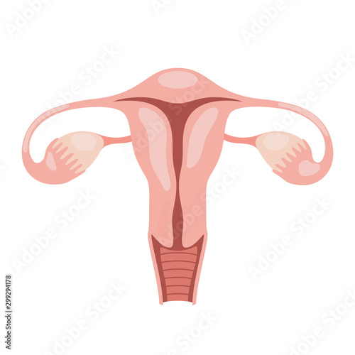Female reproductive system