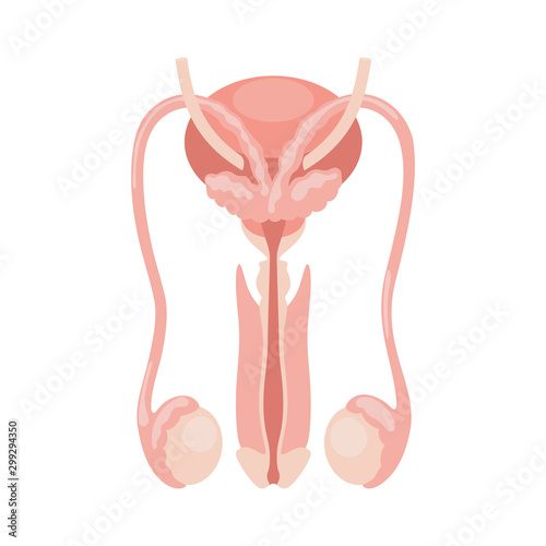 Male reproductive system