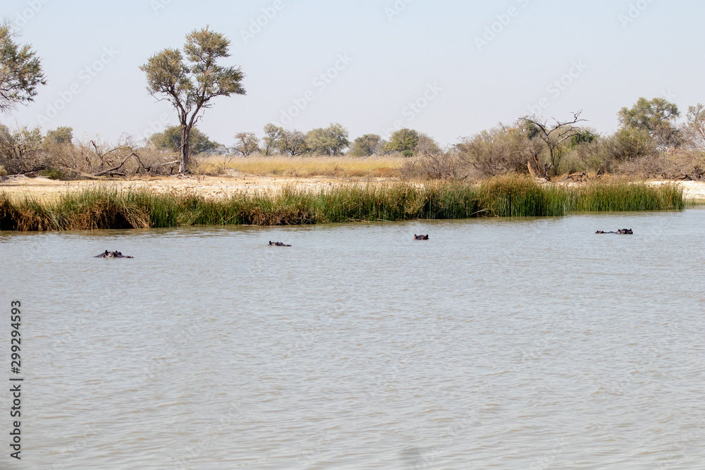 family of hippopotamuses is refreshed at the African sunset during the great drought in Botswana in August. On the banks of the okavango, a family of hippos swims in a wet puddle that resist drought