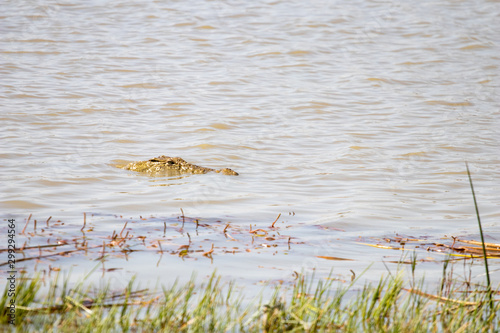 crocodiles on the shore of an African river during the dry season