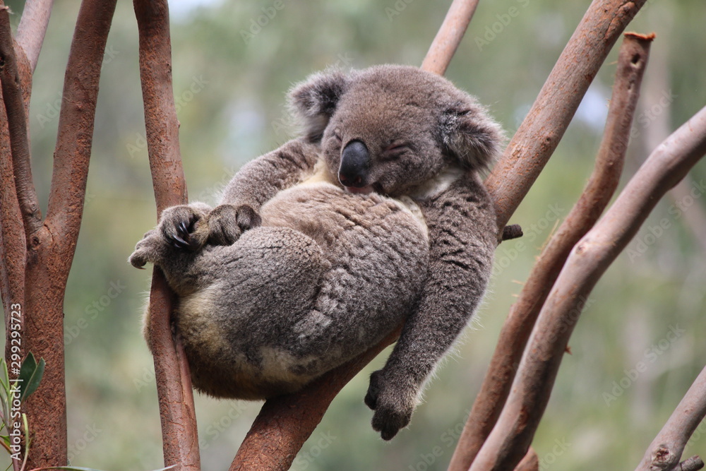 Naklejka premium Relax Koala