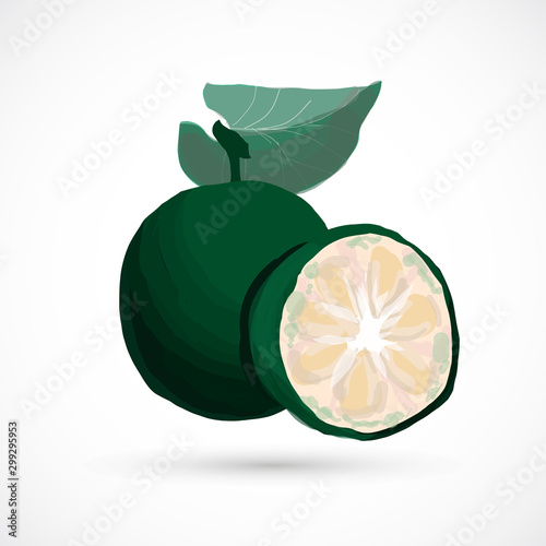 Monk fruit siraitia herb plant vector traditional