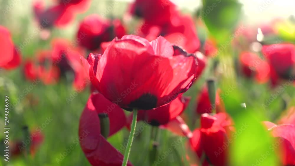 Fields of blooming poppy. Fields and hills are covered with a carpet of wild flowers. Summer 2019, Eastern Georgia, near the town of Gori. Sunset.