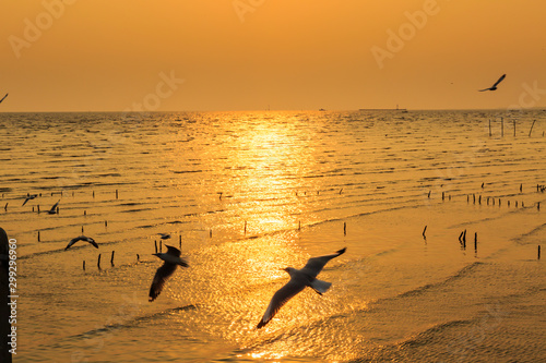 Fototapeta Naklejka Na Ścianę i Meble -  Seagull with sunset at Bang Pu beach, Thailand