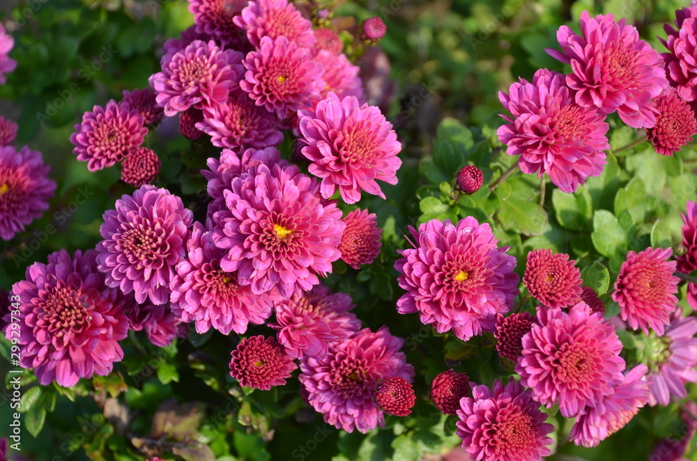 autumn flowers in the garden autumn flowers in the garden