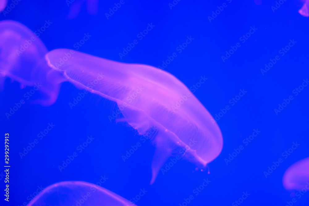 Blue light background. Pink jellyfish underwater in the ocean close up. Free space for text and content