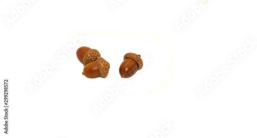 Leaves and seeds (Quercus rubra) on a white background