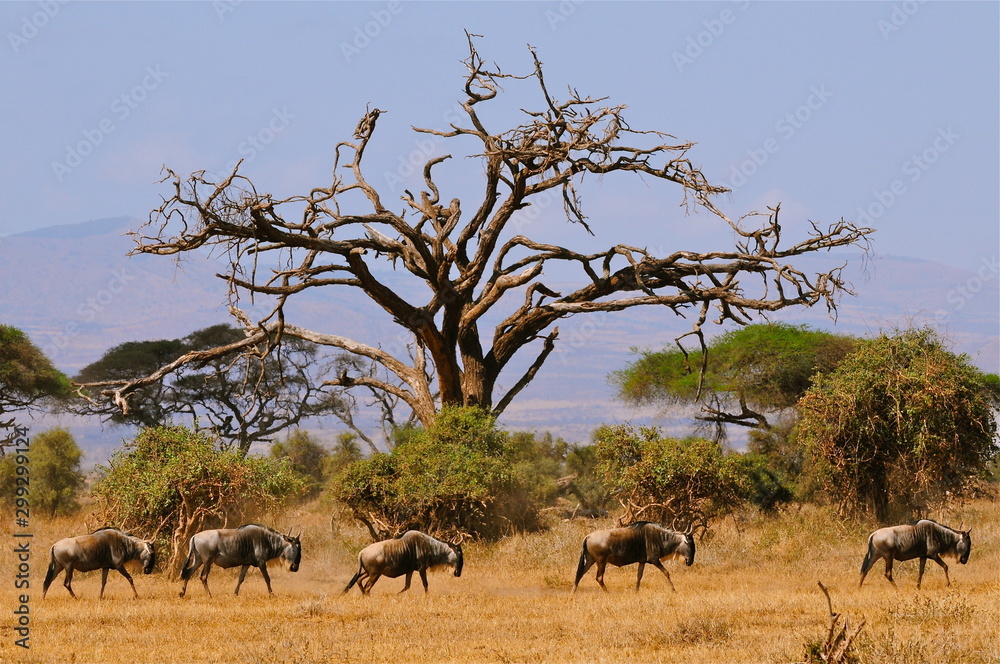 arbre dans la savane arbre dans la savane