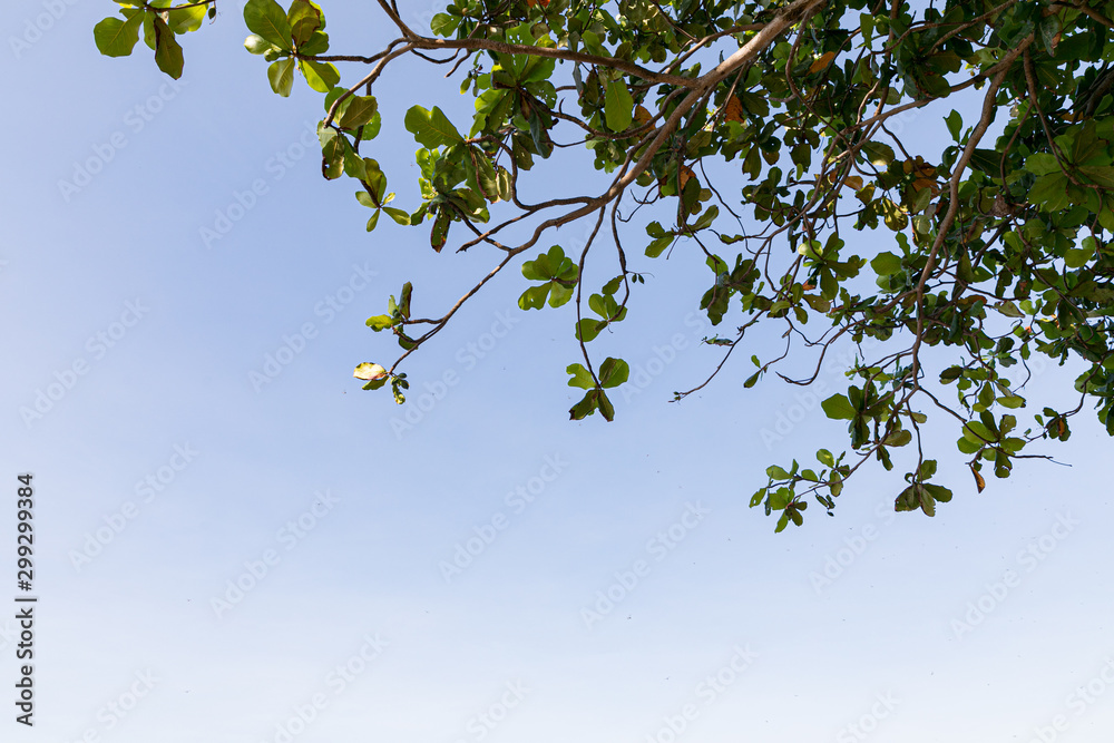 Trees branches beautiful green leaves against clear blue sky background Trees branches beautiful green leaves against clear blue sky background