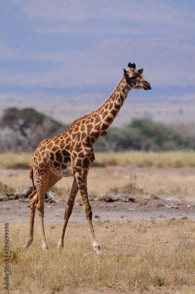Fototapeta premium girafe
