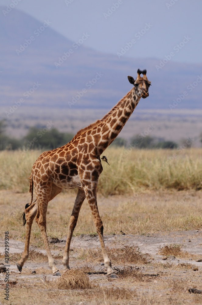 Obraz premium girafe